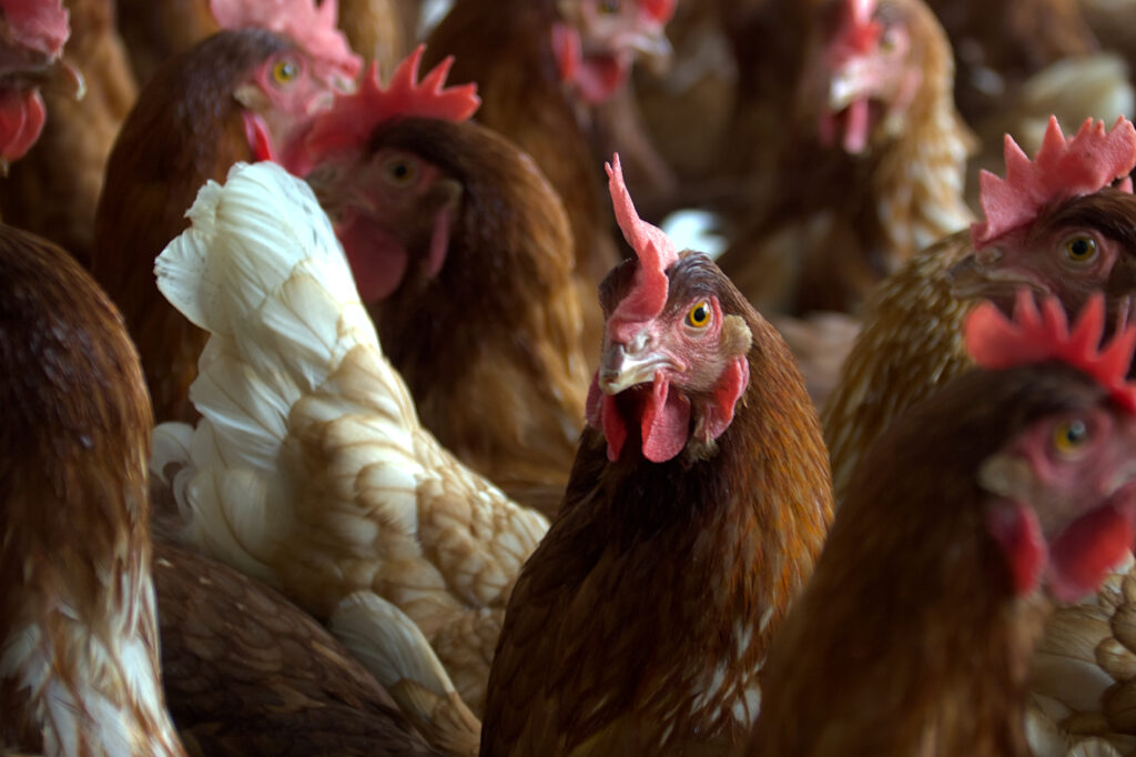 Gallinas ponedoras - Granjas Avícolas Bonanza - Agronova